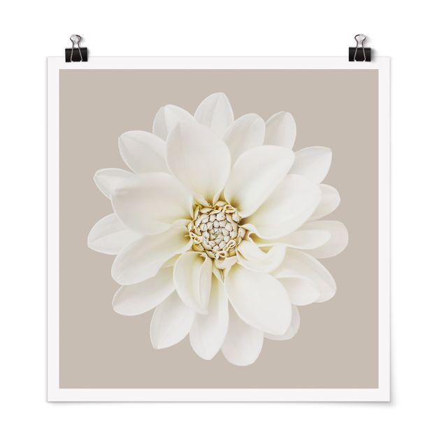 Posters fleurs Dahlia Blanc Taupe Pastel Centré
