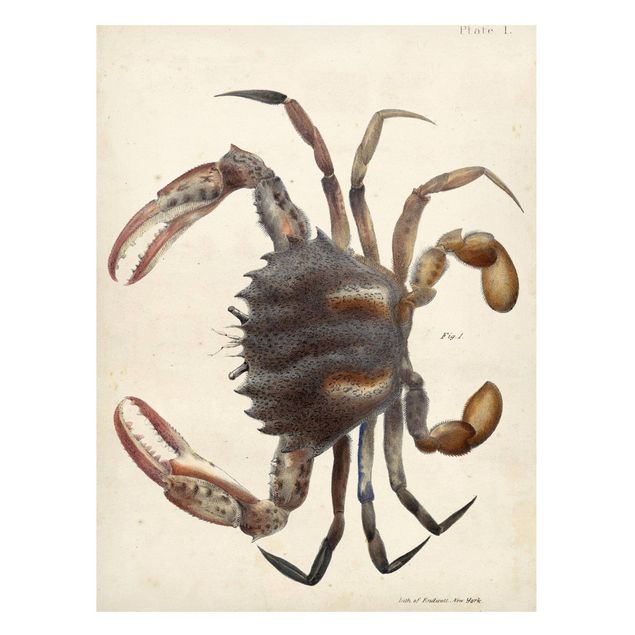 Cadre animaux Illustration vintage Crabe