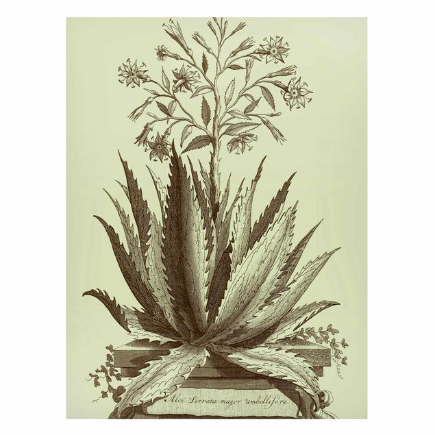 Tableaux magnétiques avec fleurs Vintage Aloe Serrata