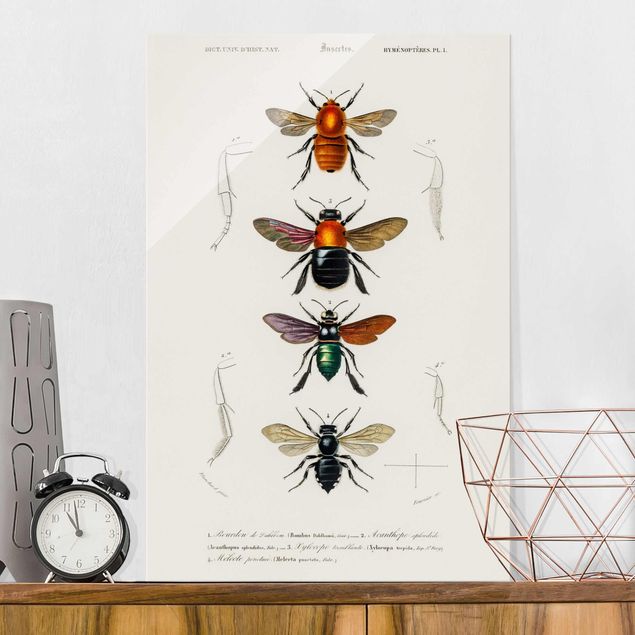 Déco murale cuisine Tableau Vintage Insectes