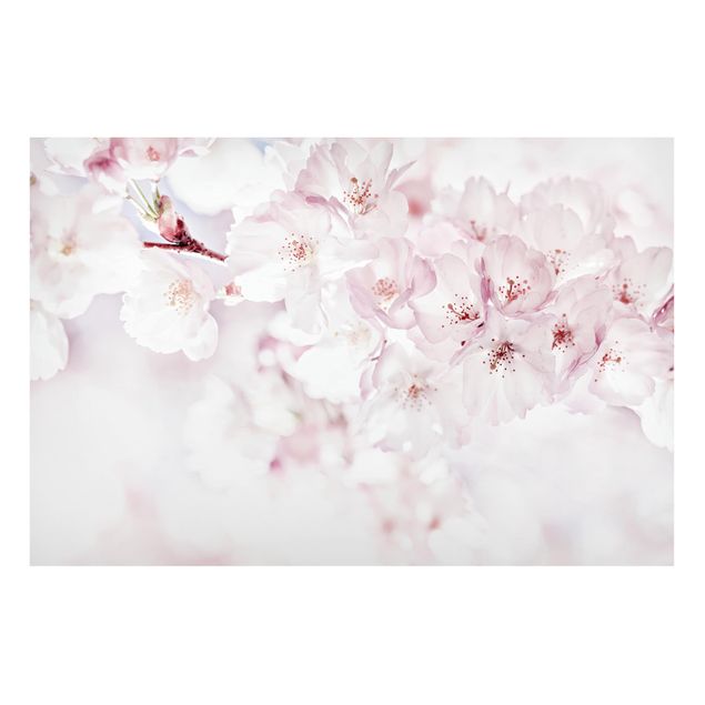 Tableaux magnétiques avec fleurs A Touch Of Cherry Blossoms