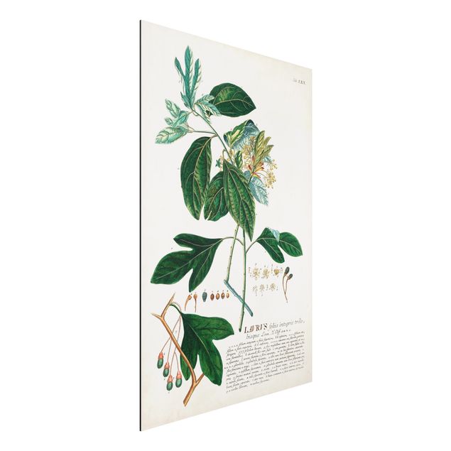 Déco mur cuisine Illustration botanique vintage Laurel
