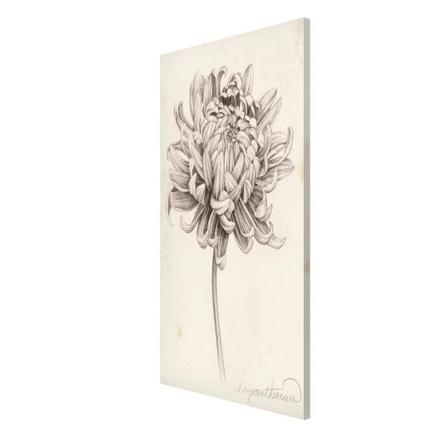 Tableau fleurs Étude botanique Chrysanthème I