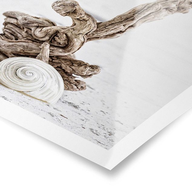 Tableau nature coquille d'escargot blanche et bois de racine