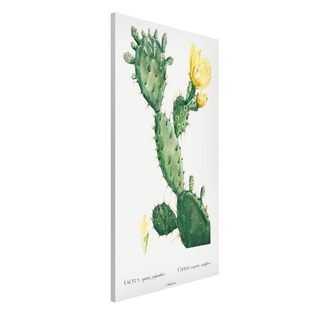 Déco murale cuisine Illustration Botanique Vintage Fleur de Cactus jaune