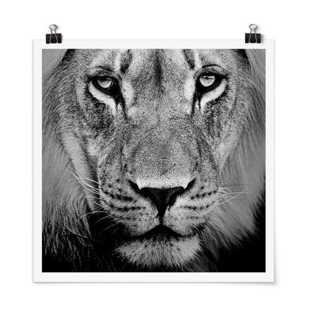 Posters en noir et blanc Vieux Lion