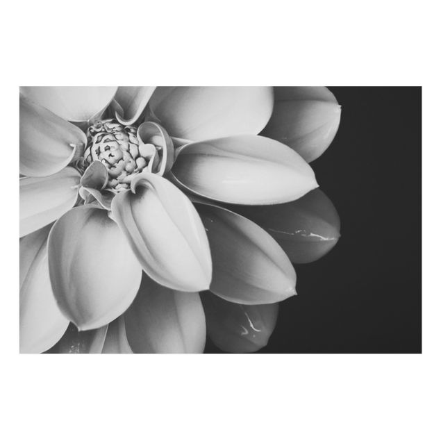 Fonds de hotte - In The Heart Of A Dahlia Black And White - Format paysage 3:2