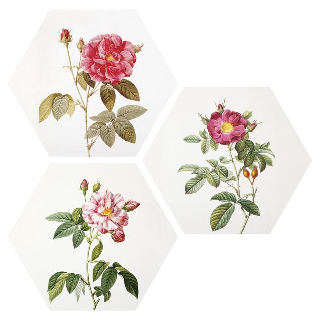 Tableau style vintage Pierre Joseph Redouté - Roses