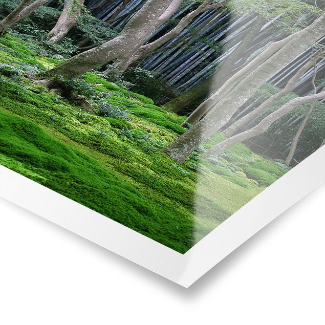Poster nature paysage Forêt japonaise
