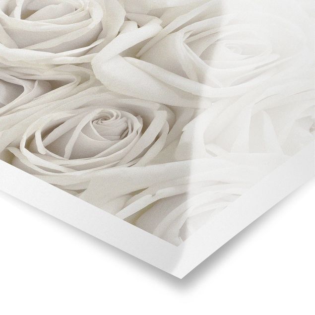 Posters muraux White Roses