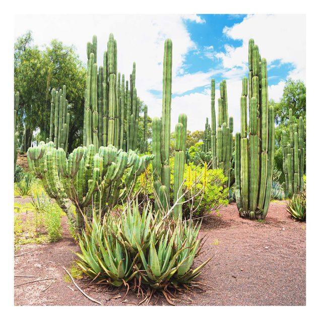 Tableau paysages Paysage de cactus
