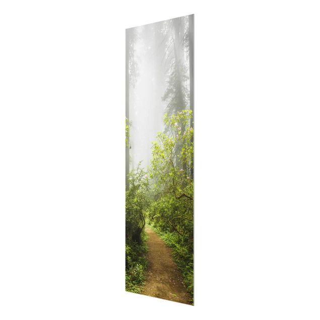 Tableau en verre paysage Chemin de forêt brumeux