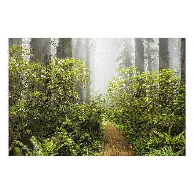 Tableaux nature Chemin de forêt brumeux