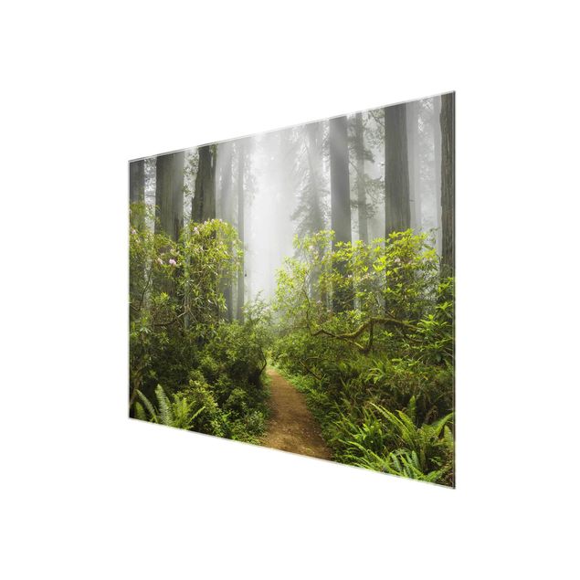Tableau en verre paysage Chemin de forêt brumeux
