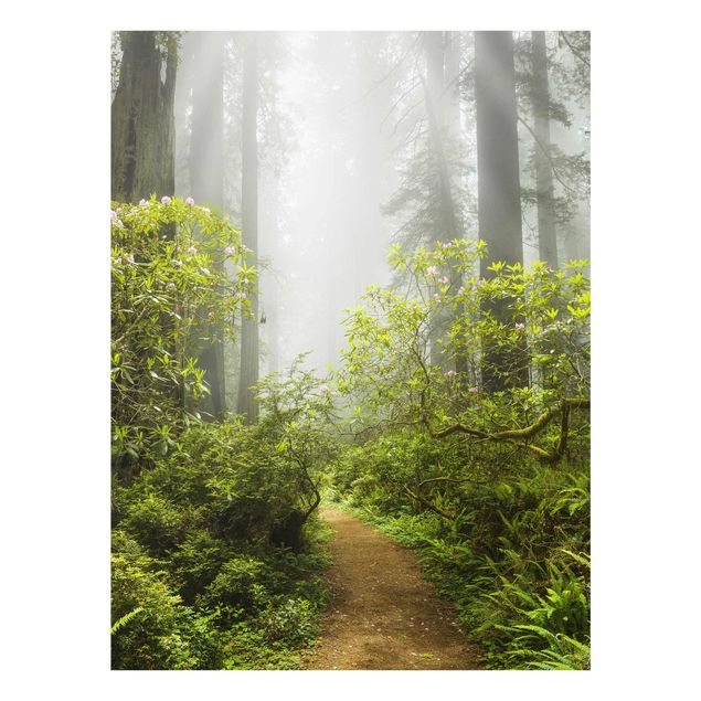 Tableaux nature Chemin de forêt brumeux