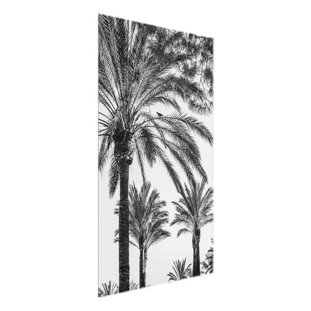 Tableaux en verre fleurs Palmiers au coucher du soleil noir et blanc