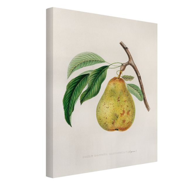 Tableaux fruits Illustration Botanique Vintage Poire Jaune