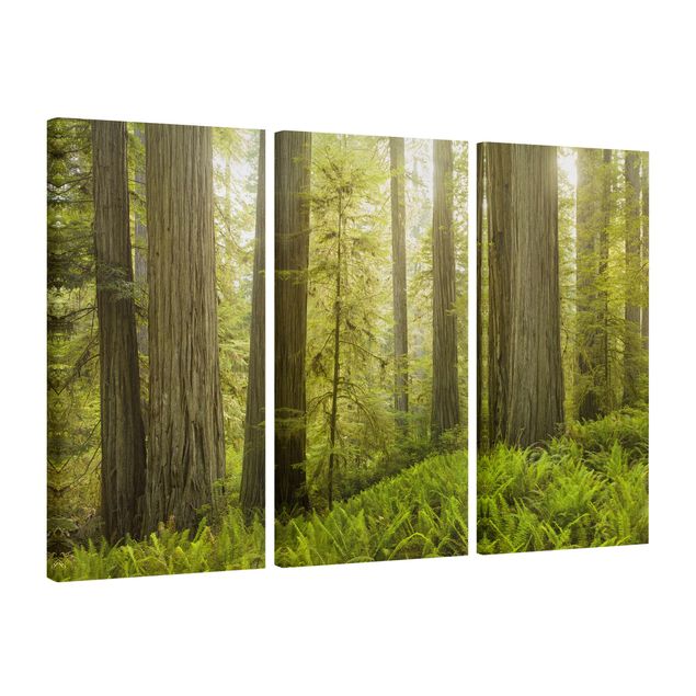 Tableaux modernes Vue de la forêt du Redwood State Park