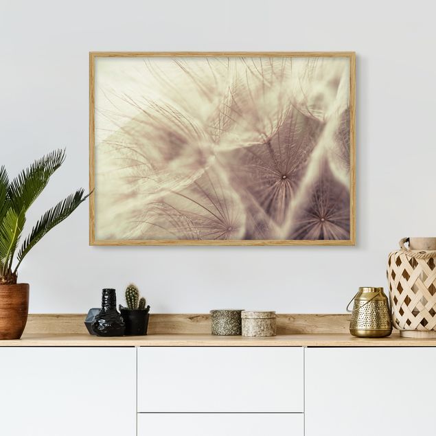 Tableaux encadrés fleurs Macro photo détaillée d'un pissenlit avec effet de flou vintage