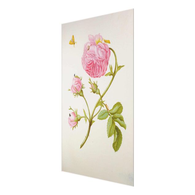 tableaux floraux Anna Maria Sibylla Merian - Rose sauvage avec Gracillariidae
