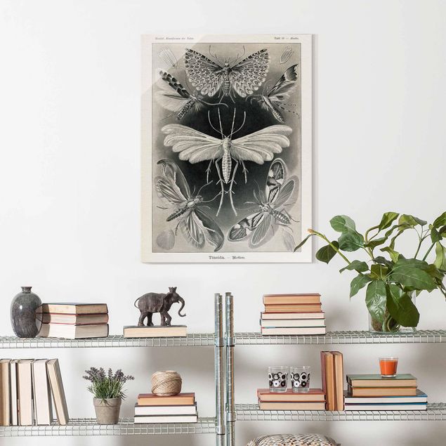 Tableaux en verre noir et blanc Tableau Vintage phalènes et papillons