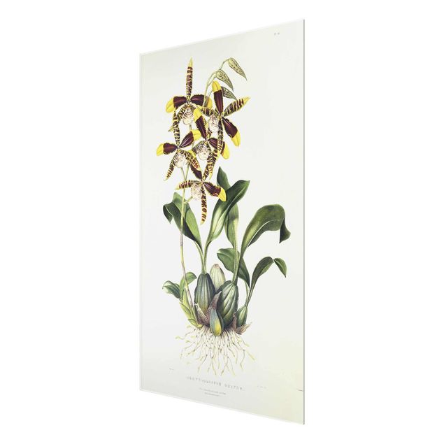 Tableaux fleurs Maxim Gauci - Orchidée II