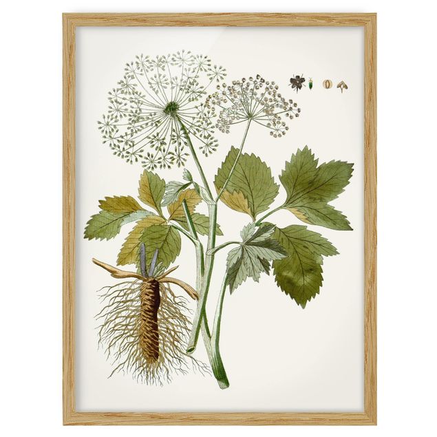 Tableau style vintage Affichage - Herbes sauvages IV