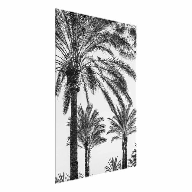 Tableaux en verre fleurs Palmiers au coucher du soleil noir et blanc