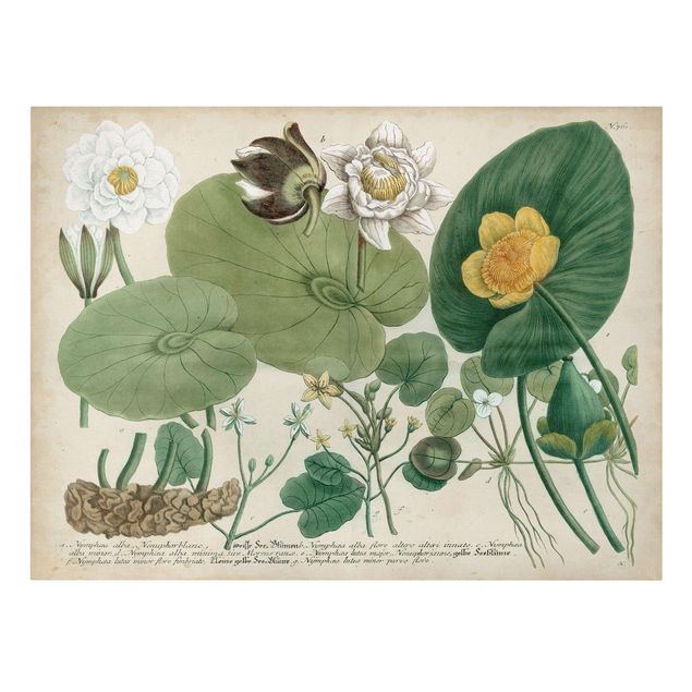 Tableaux vintage Tableau Botanique Nénuphar Blanc