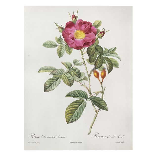 Tableaux fleurs Pierre Joseph Redoute - Rose de Portland