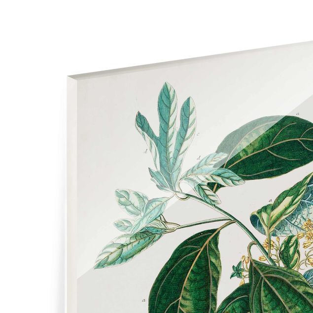 Tableaux en verre magnétique Illustration botanique vintage Laurel