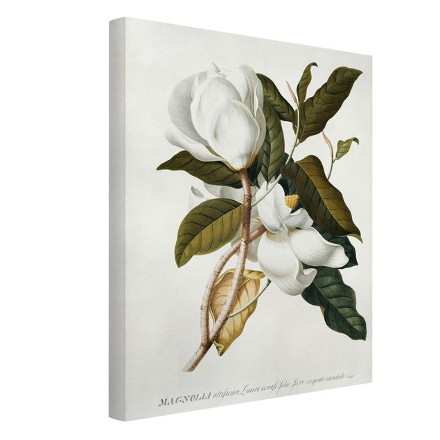 Tableaux fleurs Georg Dionysius Ehret - Magnolia