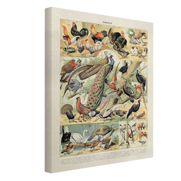 Tableaux vintage Tableau Botanique Oiseaux Européens