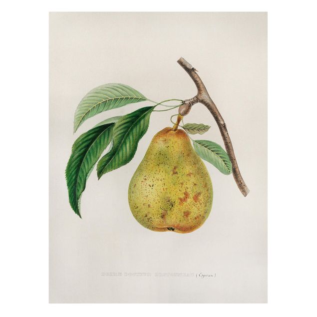 Tableaux sur toile avec légumes et fruit Illustration Botanique Vintage Poire Jaune
