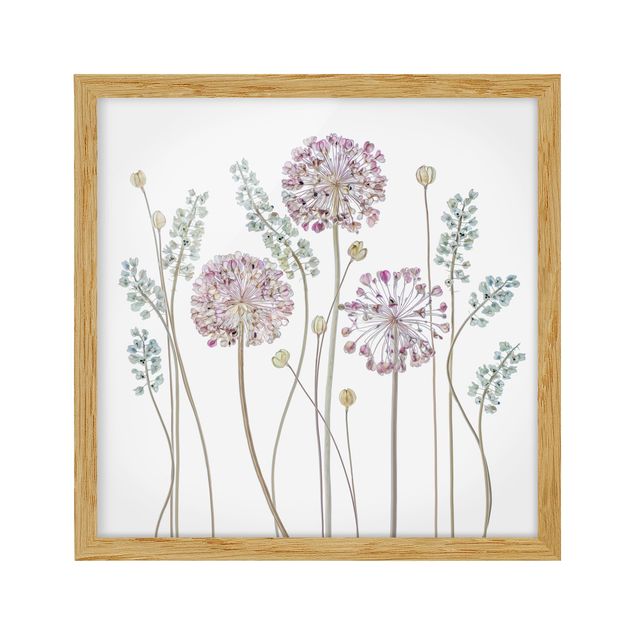 tableaux floraux Illustration d'Allium