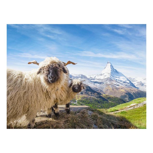 Tableau verre montagne Moutons à nez noir de Zermatt