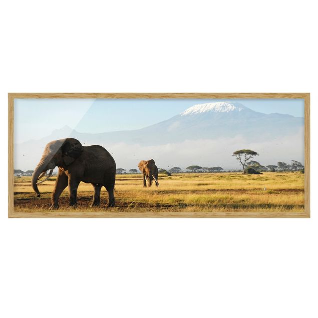 Tableaux encadrés paysage Eléphants devant le Kilimandjaro au Kenya