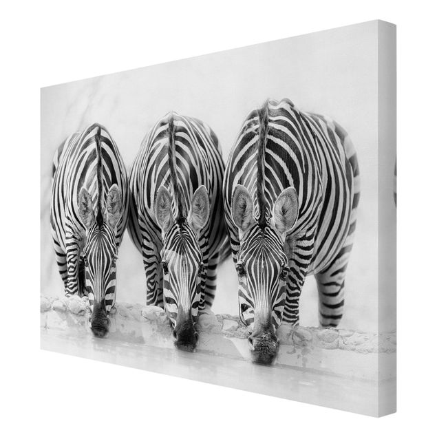 Tableaux animaux Trio de zèbres en noir et blanc