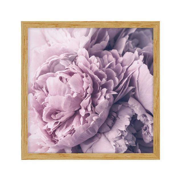 Tableau fleurs Fleurs de pivoines violettes