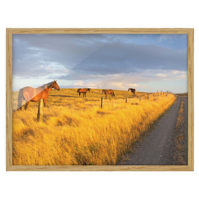 Tableaux encadrés paysage Champ, route et cheval dans le soleil du soir