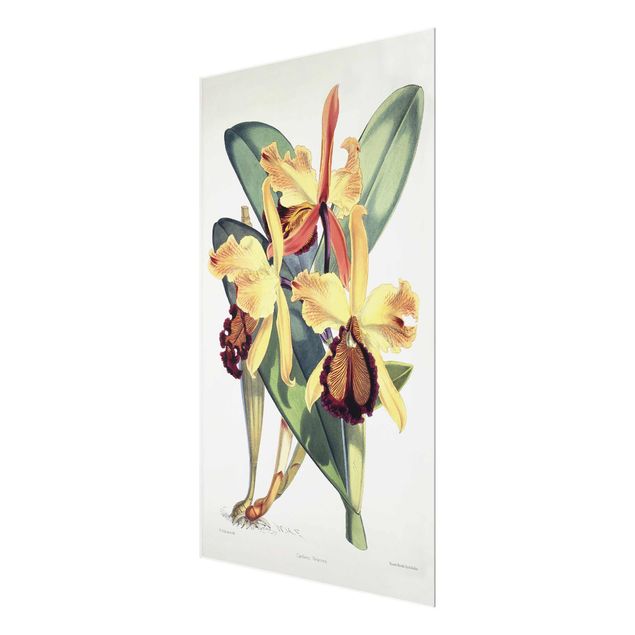 Tableau fleurs Walter Hood Fitch - Orchidée