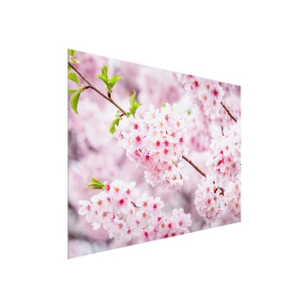 Tableaux en verre fleurs Japanese Cherry Blossoms