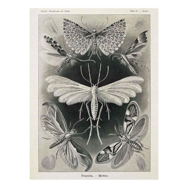 Tableau style vintage Tableau Vintage phalènes et papillons