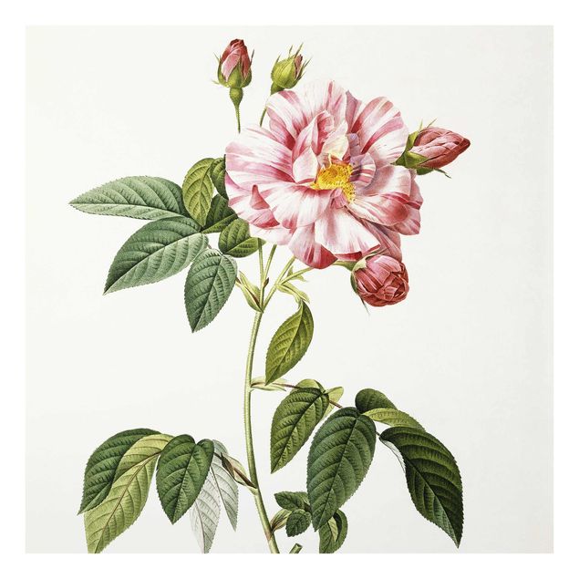 Tableaux en verre fleurs Pierre Joseph Redoute - Rose Gallica Rose