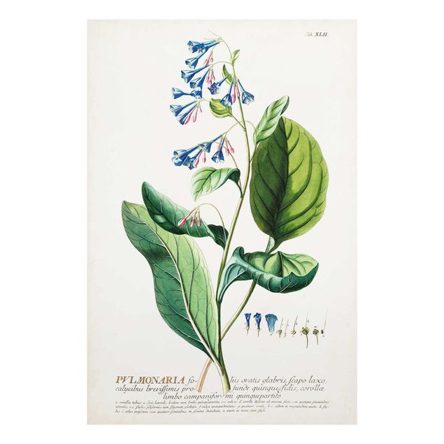 Tableau vert Illustration botanique vintage Pulmonaria