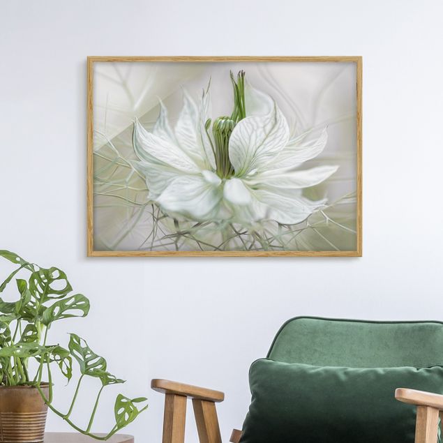 Affiches encadrées fleurs White Nigella