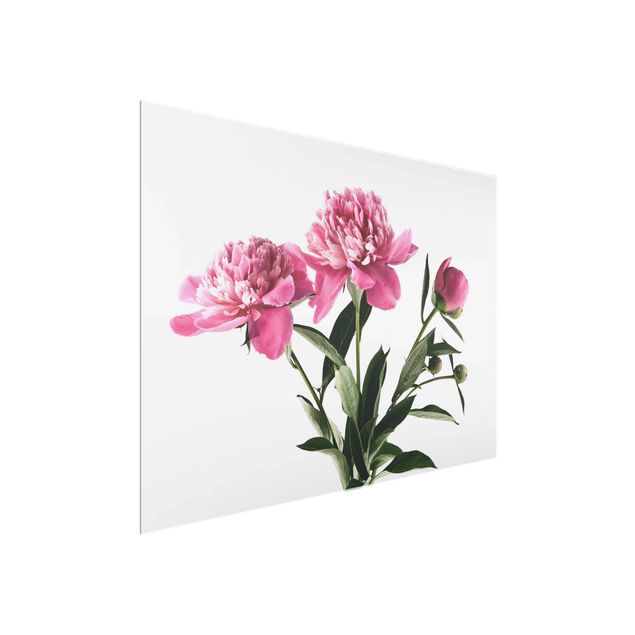 Tableaux en verre fleurs Fleurs et bourgeons roses sur fond blanc
