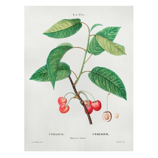 Tableaux sur toile avec légumes et fruit Illustration Botanique Vintage Cerises Rouges