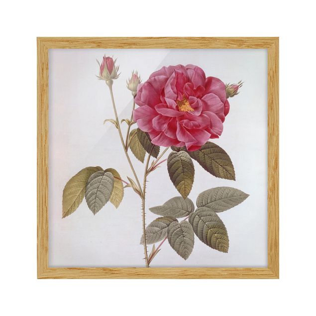 tableaux floraux Pierre Joseph Redoute - Rose d'apothicaire