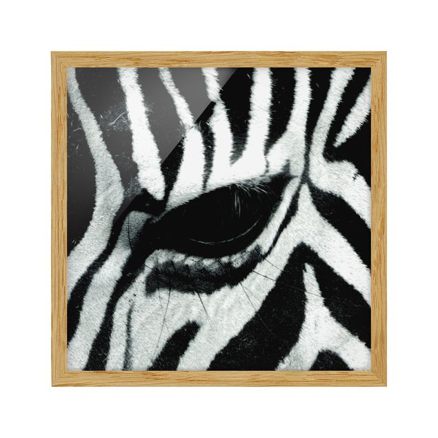 Tableaux encadrés animaux Zebra Crossing
